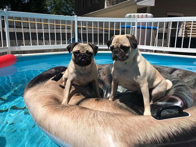 Denie & Fizer - pugs on a pug float. pugs in a pool.